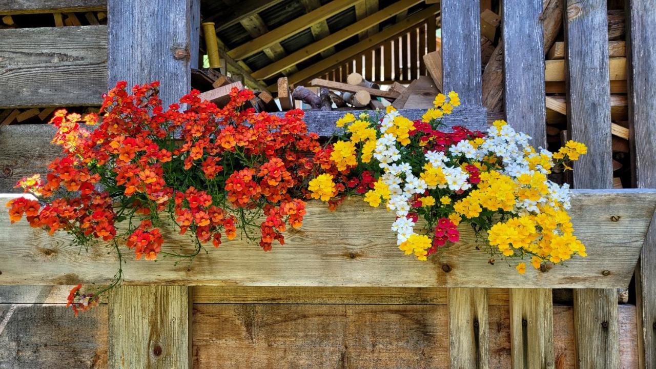Perarolo di Cadore La Gerla Casa Vacanze Dolomiti מראה חיצוני תמונה